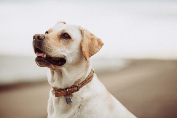 Best Pet Collars